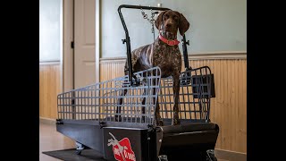 DOG on a Treadmill?  YOU BET! Dog Conditioning and Training Tips for a Strong and Healthy Pup!