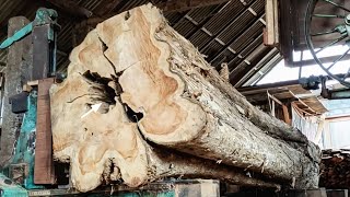 The dangerous large teak sawmill is full of beauty