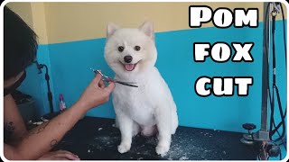 Short Foxcut Cream Pomeranian