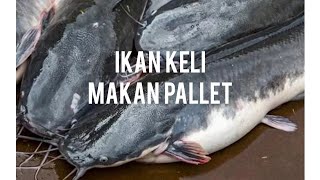 Ikan keli makan pallet