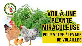 Voilà une plante Miraculeuse pour votre élevage de volailles!!!