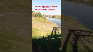 Уборка "урожая"? Ждали когда сорняки созреют? 03.10.24. Гор. Семилуки, Воронежской области.