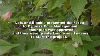 Native Plant Garden History - Cypress Cove