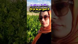 ساقه سمی خوردیم بیهوش شد #tiktok #funny #blogger #reels #explore #viralvideo #trending #shorts #love