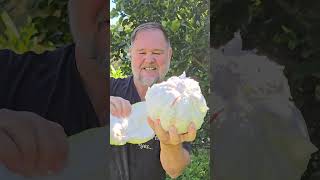 How Much JUICE is in ONE Pomelo? | Self Sufficient Me