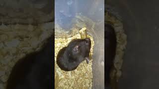 Аттракцион. Хомяк и дубина. Hamster and wand.