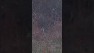 Buck walking through rain