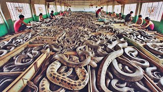 Assim funciona a FAZENDA DE COBRAS na China !