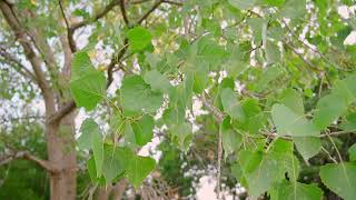 What is special about the cottonwood tree's leaf shape that allows it to be so loud?