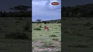 Intimate Moments in the Wild: Lions Mating at Olare Motorogi Conservancy