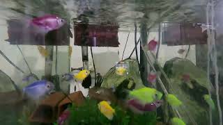 Gopro Hero 9 Black (Filming My Fishes from the Outside of the Tank 4)