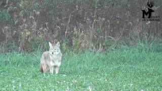 Coyote hunting mice