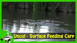 Surface Fishing for Carp - Uncut