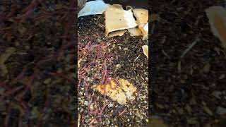 Worms devouring chow #organicfarming #gardening #wormfarm