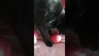 Black Cat  Tolik and apple