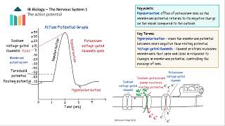 The Nervous System 1 [IB Biology SL/HL]