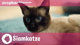 Die Siamkatze: Alles über Charakter & Haltung