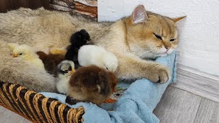 Unbelievable Friendship Between a Cat and Chicks Caught on Camera!