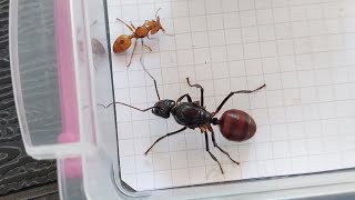 Daceton armigerum (Ecuador) vs Dinomyrmex gigas (Singapore) 17.04.2024