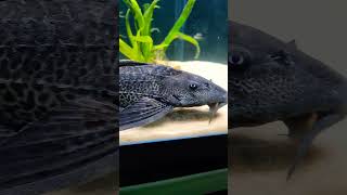 Big Pleco in a 300 gallon aquarium!