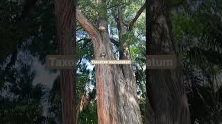 Montezuma cypress specimen #shorts #trees #nature #gardening #tree