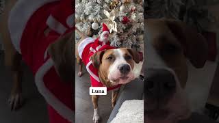 She said it perfectly 🤣 #speakingdog #christmas #shortvideo #viralvideo