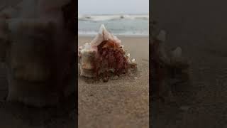 Conch live video Fromm beach #conch #crab #sangunandu #Beach #Shorts