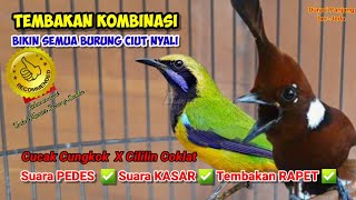 Masteran Mewah Burung Lomba Tembakan Kombinasi 2 Burung Master Handal  "cungkok x cililin"