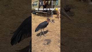 It’s all about the ATTITUDE🔥 #birds #africa #safari #funny #funnyshorts #lol #animals #animal