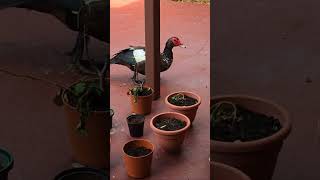 Muscovy eating oats