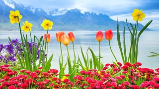 Spring Season Cute Flowers DPz For Whatsapp | Beautiful Wallpapers @Nature Beautiful Wallpapers