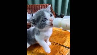 "The Wonderful : A Little Kitten Taking its Meal from its Pepperoni"#shorts #cute #funny #cat