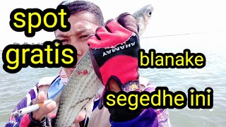 mancing blanak diwaring jebol kaliwungu kendal. spot gratis blanaknya babon smua