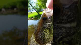 First crappie of the year  (12 inches)