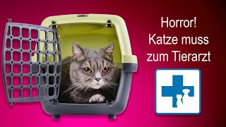 Horror: Wie bekomme ich meine Katze zum Tierarzt?