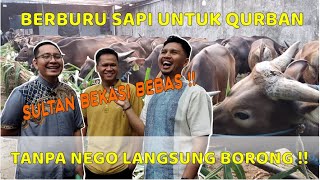 BERBURU FARM SAPI QURBAN TERBESAR DI KOTA BEKASI !!!