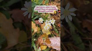 Growing White Asters #shorts #fallflowers #wildflowers #nativeplants