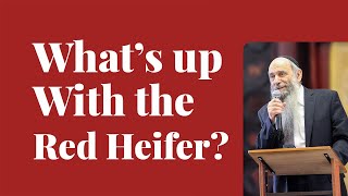 What's the significance of the red heifer controversy? | Ask the Rabbi Live with Rabbi Chaim Mintz