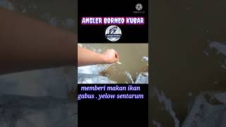 Memberi makan ikan gabus yellow Sentarum