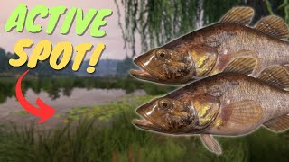 ACTIVE CHINESE SLEEPER SPOT IN MOSQUITO LAKE! #914 Russian fishing 4