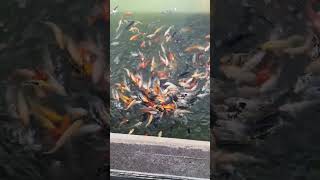 Koi Fish Going Crazy For Food (Omaha's Henry Doorly Zoo and Aquarium) #koifish #zoo