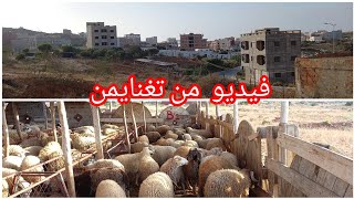 دخلو تستافدو من هد الفيديو من تغنايمن #الحسيمة 🐏🐏