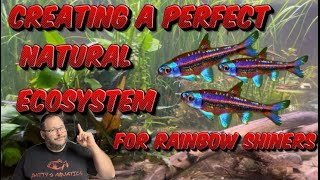 Creating a Perfect Natural Ecosystem For Rainbow Shiners