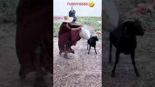 🐐ţapul la rodeo😃😃am murit de ras