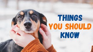 Things You Should Know Before You Get A Dog (Tips)