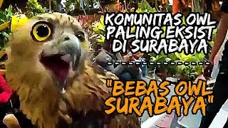 Komunitas Burung Hantu Surabaya "BEBAS OWL SURABAYA" (BOS)