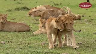 A Stunning Wildlife Journey Through Kenya's Conservancies