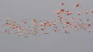 Hundreds of Flamingos in Flight at Bhigwan!