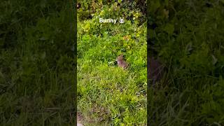 Bunny eating grass 😄 #bunny  #youtubeshorts #shorts