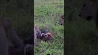 Lions vs Lion Fight #wildlife #shortsfeed #viralvideo #short